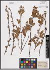 Foto von Salix aurita L.